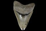 Serrated, Fossil Megalodon Tooth - Robust Tooth #119376-1